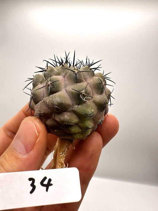 【現品限り】コピアポア・コルムナアルバ孤竜丸 抜き苗 実生【H34】 Copiapoa columna-alba
