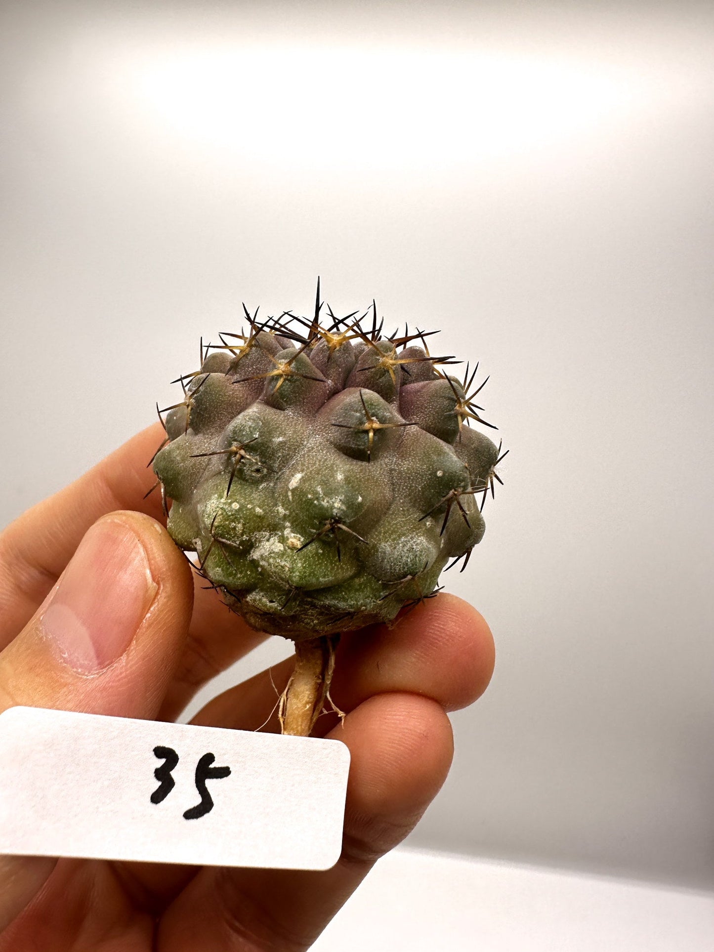 【現品限り】コピアポア・コルムナアルバ孤竜丸 抜き苗 実生【H35】 Copiapoa columna-alba
