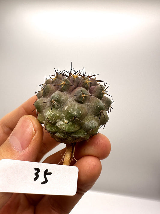 【現品限り】コピアポア・コルムナアルバ孤竜丸 抜き苗 実生【H35】 Copiapoa columna-alba