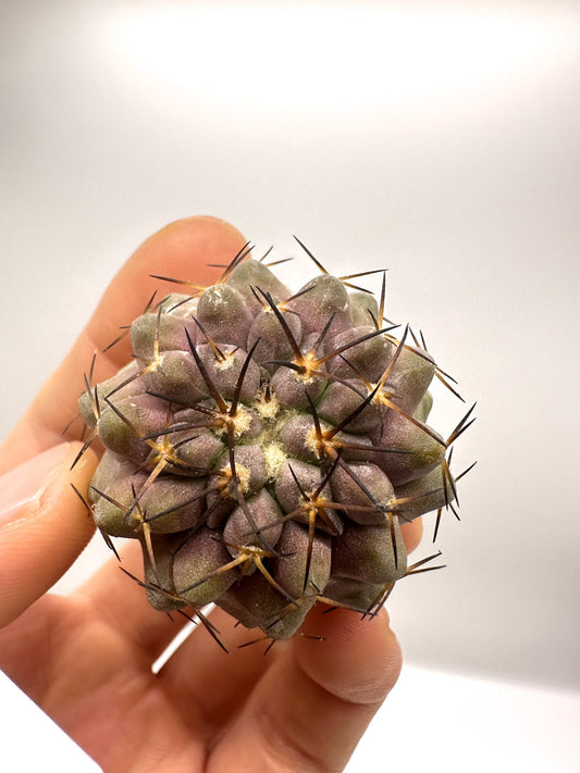 【現品限り】コピアポア・コルムナアルバ孤竜丸 抜き苗 実生【H35】 Copiapoa columna-alba