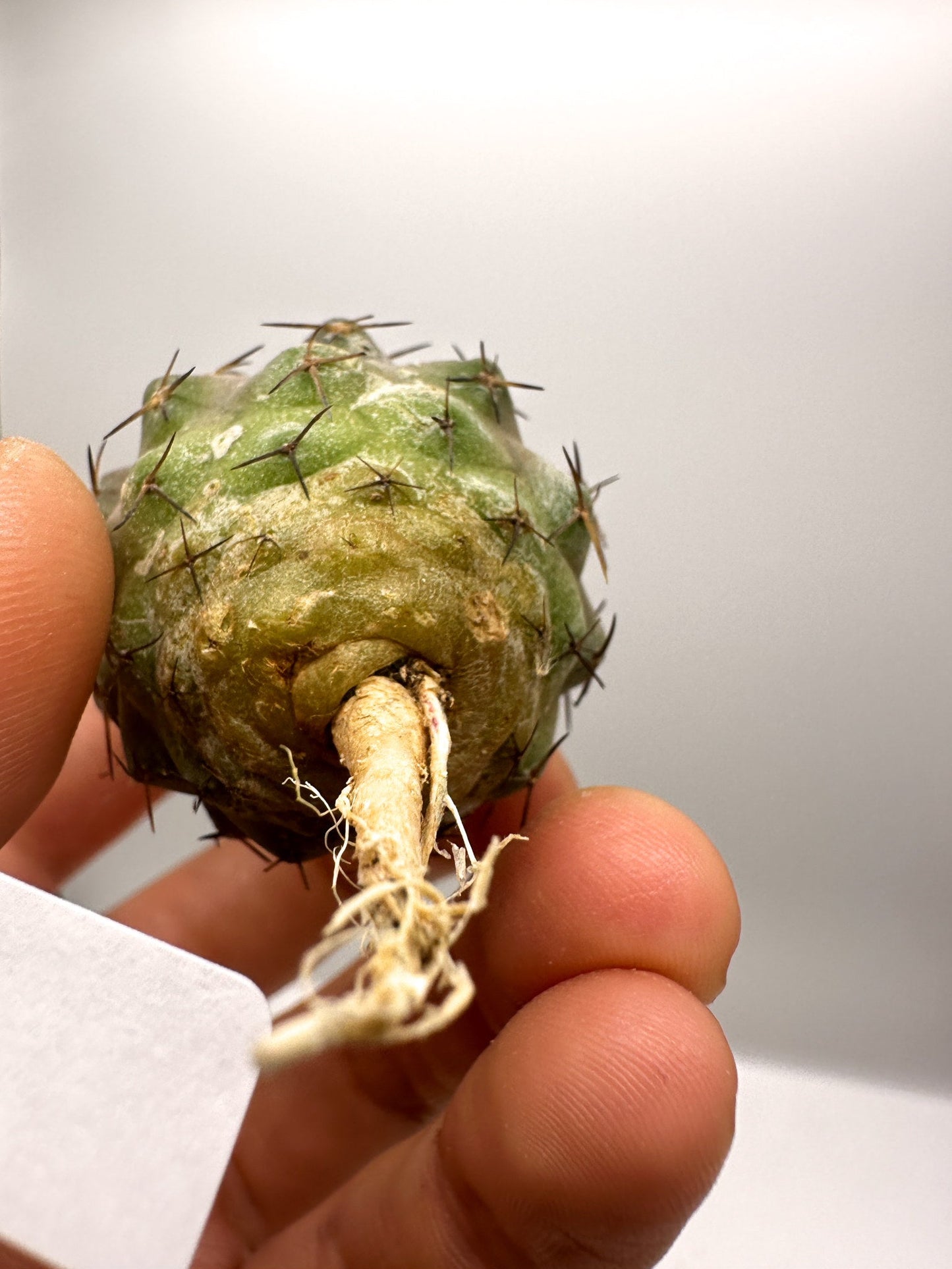 【現品限り】コピアポア・コルムナアルバ孤竜丸 抜き苗 実生【H35】 Copiapoa columna-alba
