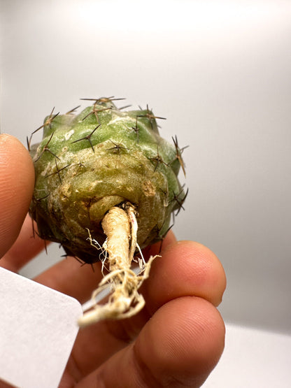 【現品限り】コピアポア・コルムナアルバ孤竜丸 抜き苗 実生【H35】 Copiapoa columna-alba