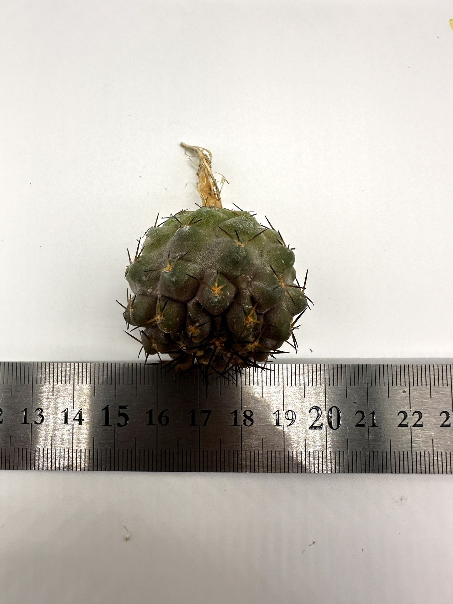 【現品限り】コピアポア・コルムナアルバ孤竜丸 抜き苗 実生【H35】 Copiapoa columna-alba