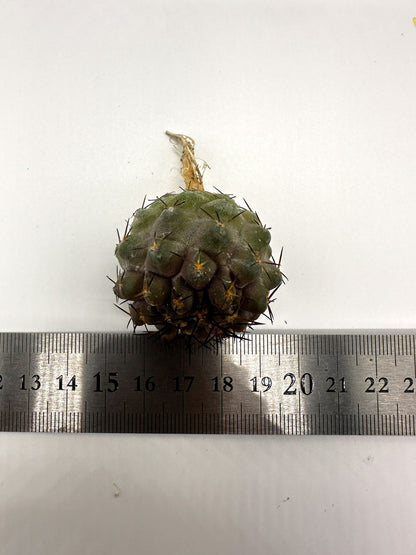 【現品限り】コピアポア・コルムナアルバ孤竜丸 抜き苗 実生【H35】 Copiapoa columna-alba