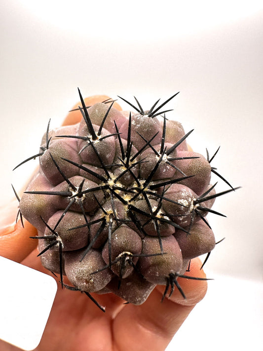 【現品限り】コピアポア・コルムナアルバ孤竜丸 抜き苗 実生【H36】 Copiapoa columna-alba