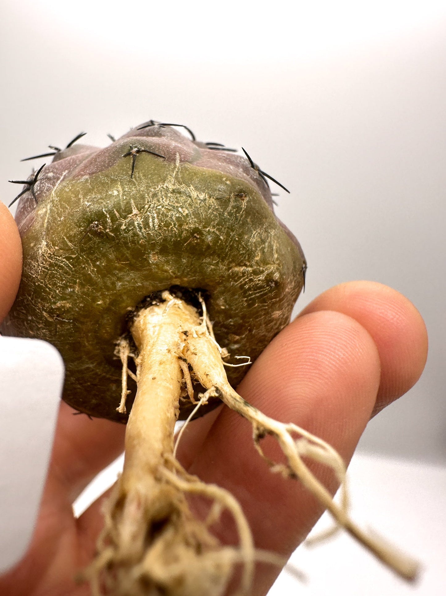 【現品限り】コピアポア・コルムナアルバ孤竜丸 抜き苗 実生【H36】 Copiapoa columna-alba