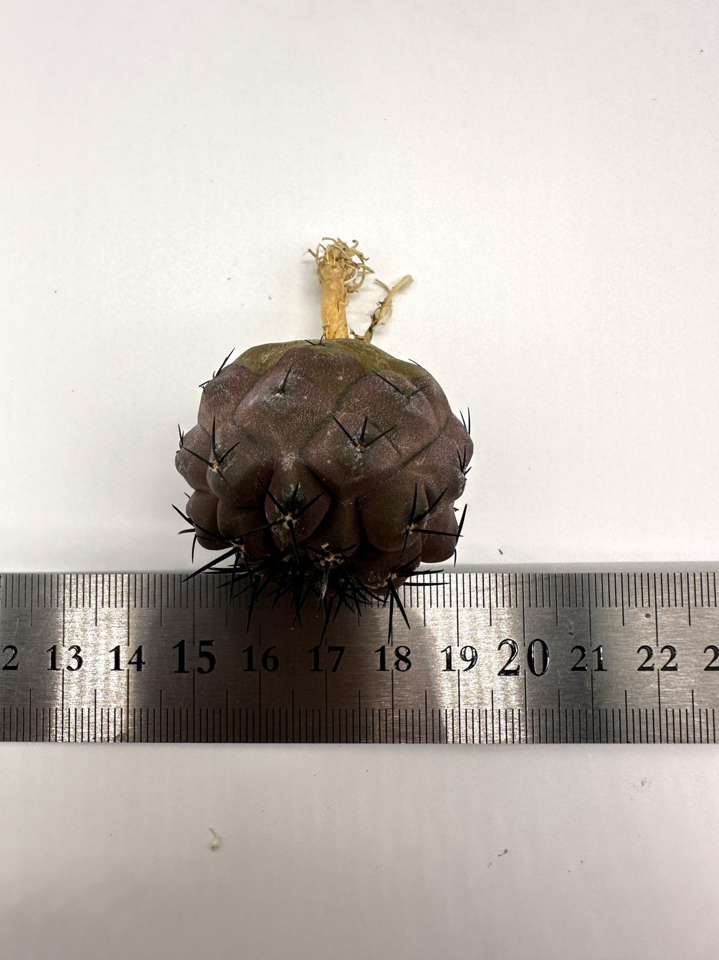 【現品限り】コピアポア・コルムナアルバ孤竜丸 抜き苗 実生【H36】 Copiapoa columna-alba