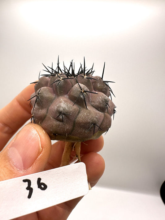 【現品限り】コピアポア・コルムナアルバ孤竜丸 抜き苗 実生【H36】 Copiapoa columna-alba