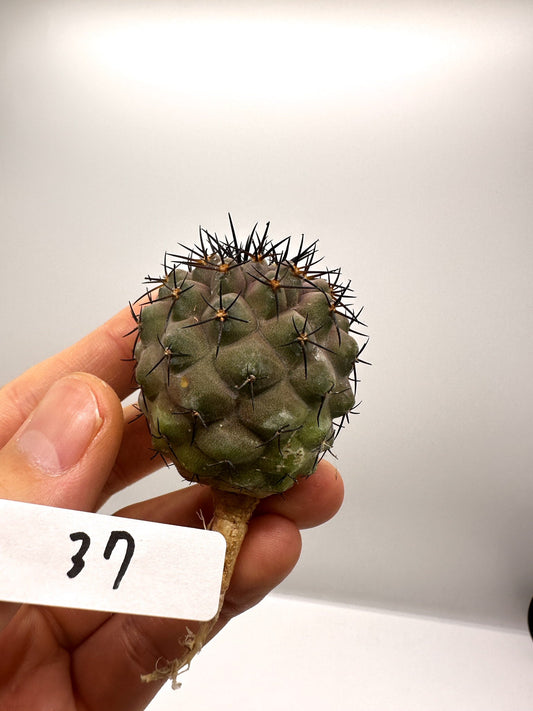 【現品限り】コピアポア・コルムナアルバ孤竜丸 抜き苗 実生【H37】 Copiapoa columna-alba
