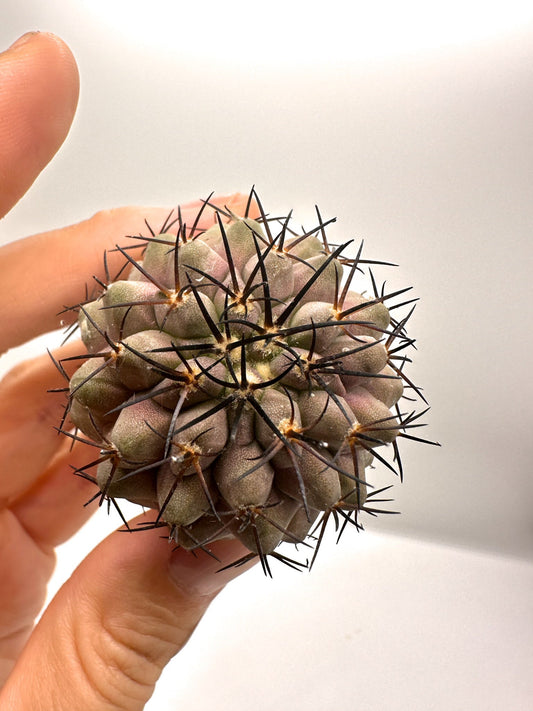 【現品限り】コピアポア・コルムナアルバ孤竜丸 抜き苗 実生【H37】 Copiapoa columna-alba
