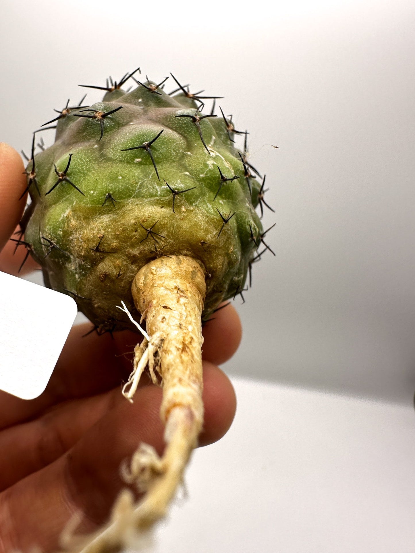 【現品限り】コピアポア・コルムナアルバ孤竜丸 抜き苗 実生【H37】 Copiapoa columna-alba