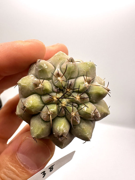 【現品限り】コピアポア・コルムナアルバ孤竜丸 抜き苗 実生【H38】 Copiapoa columna-alba