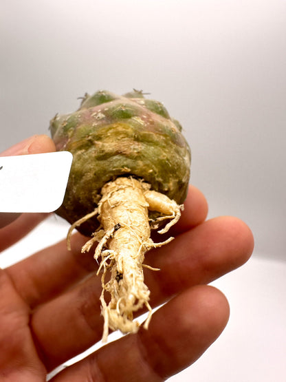 【現品限り】コピアポア・コルムナアルバ孤竜丸 抜き苗 実生【H38】 Copiapoa columna-alba