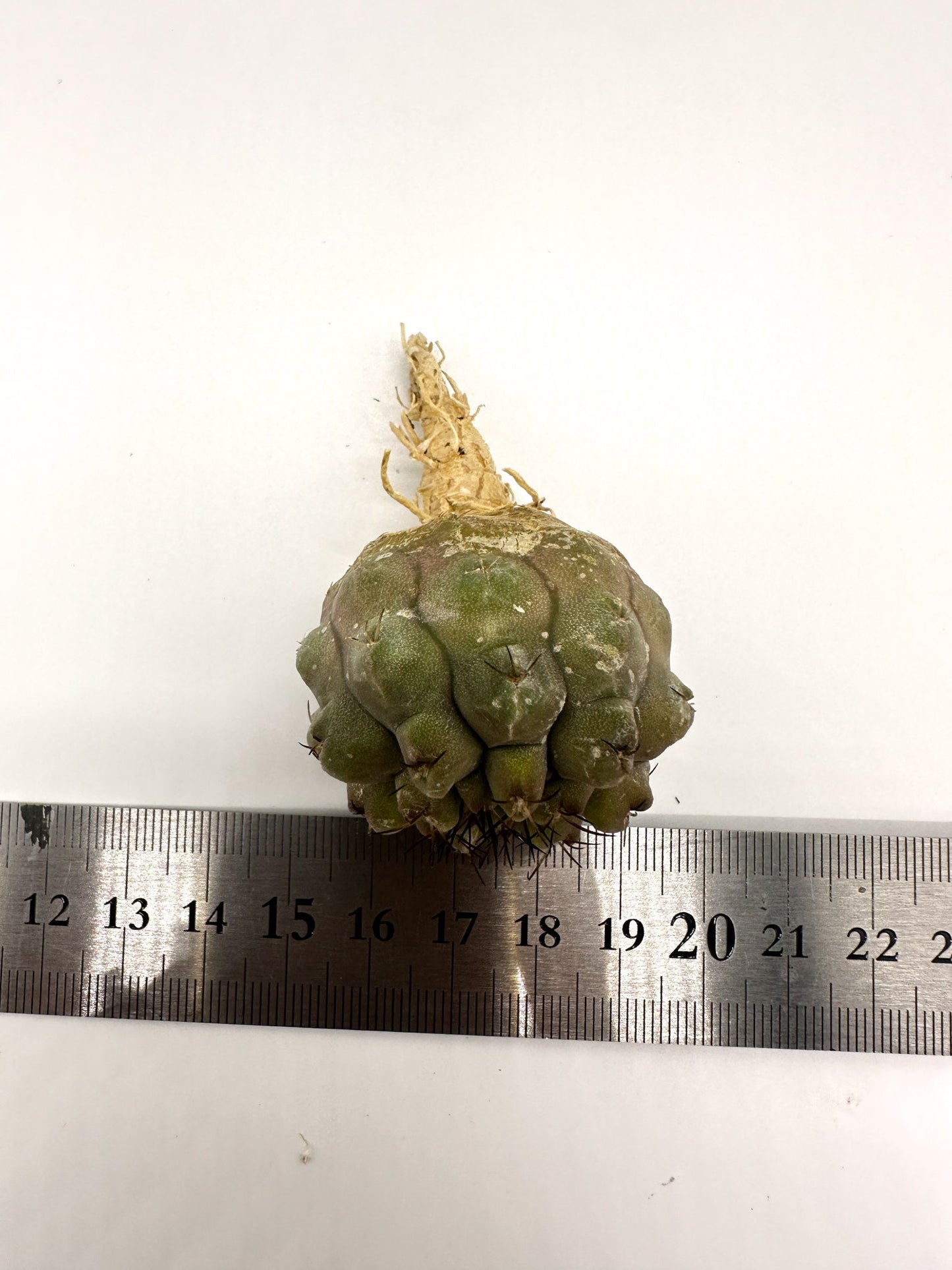 【現品限り】コピアポア・コルムナアルバ孤竜丸 抜き苗 実生【H38】 Copiapoa columna-alba