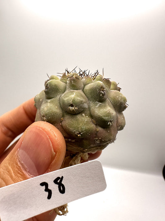 【現品限り】コピアポア・コルムナアルバ孤竜丸 抜き苗 実生【H38】 Copiapoa columna-alba