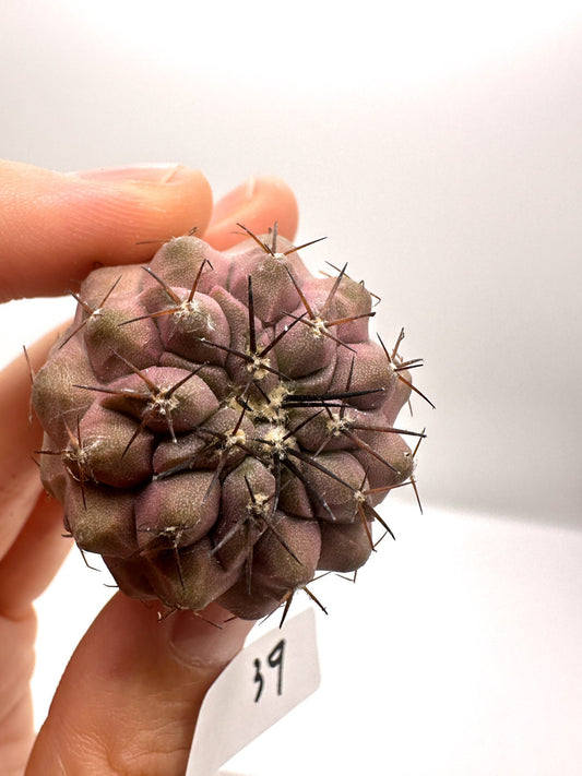 【現品限り】コピアポア・コルムナアルバ孤竜丸 抜き苗 実生【H39】 Copiapoa columna-alba