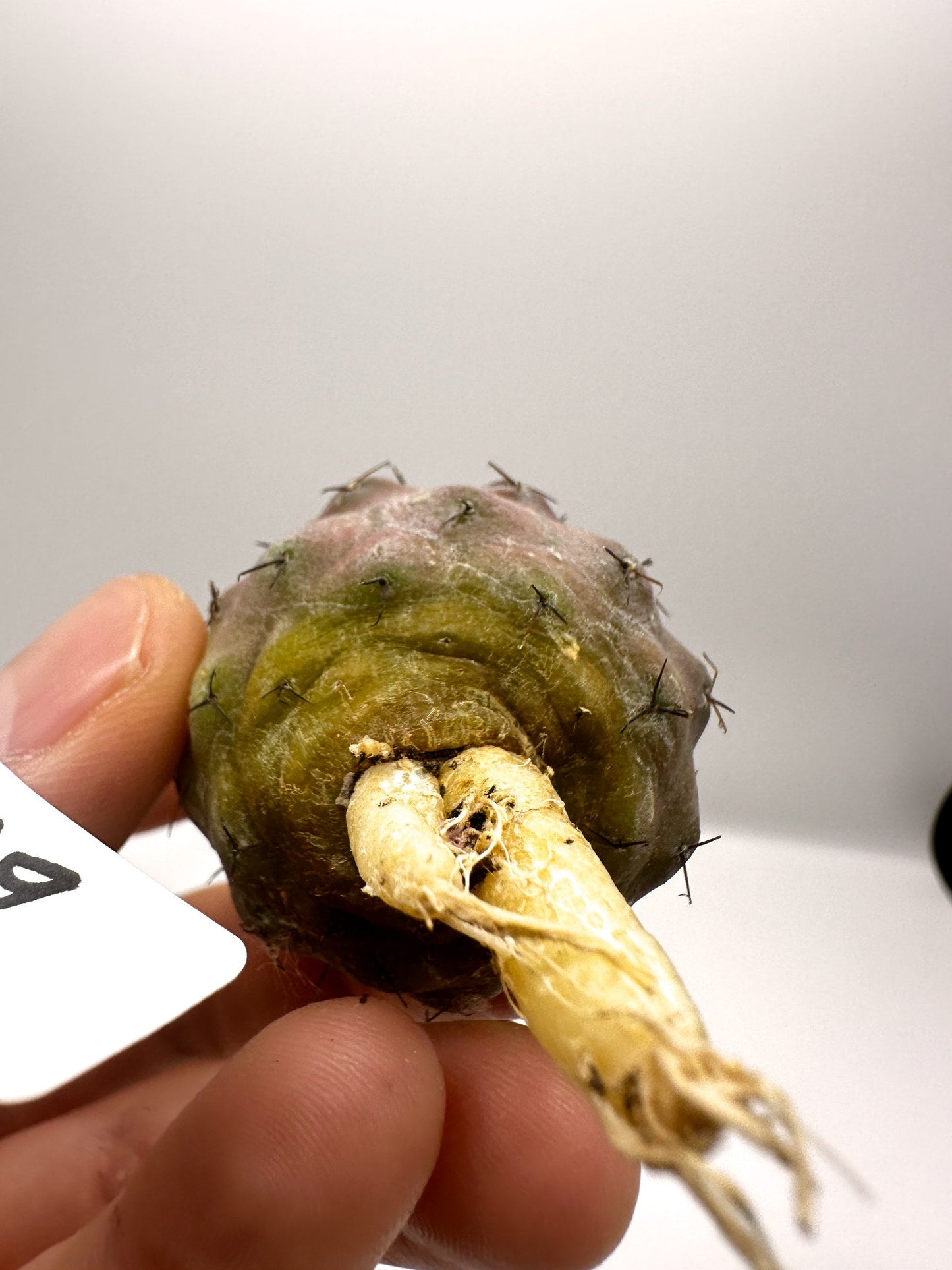 【現品限り】コピアポア・コルムナアルバ孤竜丸 抜き苗 実生【H39】 Copiapoa columna-alba