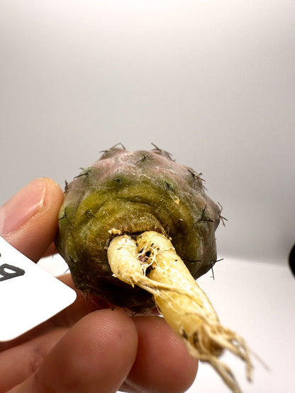 【現品限り】コピアポア・コルムナアルバ孤竜丸 抜き苗 実生【H39】 Copiapoa columna-alba