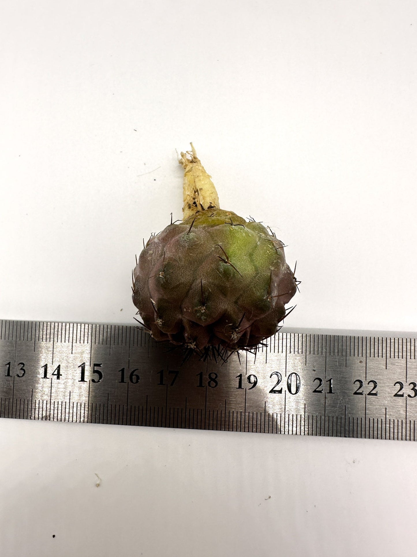 【現品限り】コピアポア・コルムナアルバ孤竜丸 抜き苗 実生【H39】 Copiapoa columna-alba