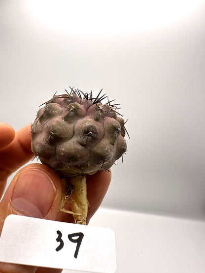 【現品限り】コピアポア・コルムナアルバ孤竜丸 抜き苗 実生【H39】 Copiapoa columna-alba