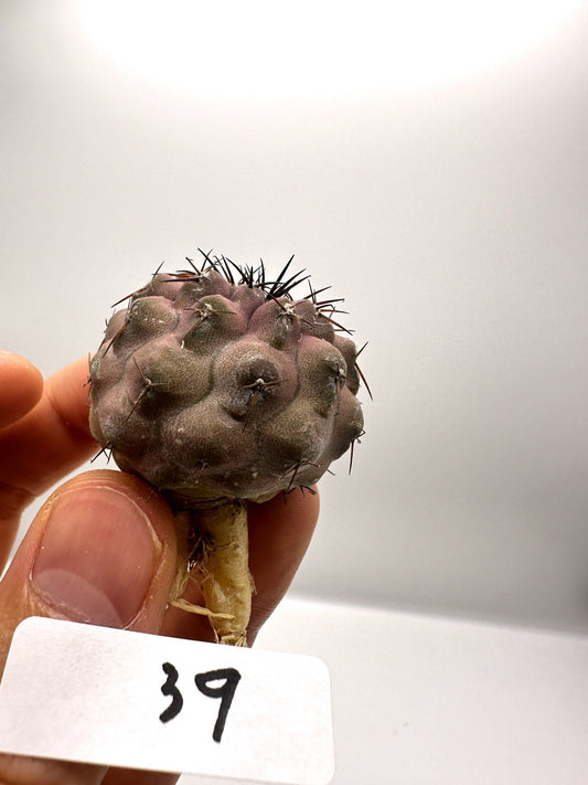 【現品限り】コピアポア・コルムナアルバ孤竜丸 抜き苗 実生【H39】 Copiapoa columna-alba