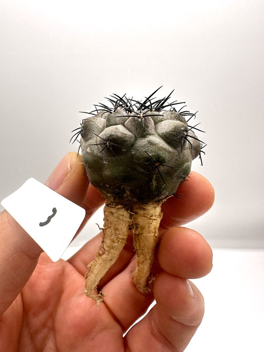 【現品限り】コピアポア・シネレア 黒王丸 抜き苗 実生 期間限定【H3】 Copiapoa cinerea
