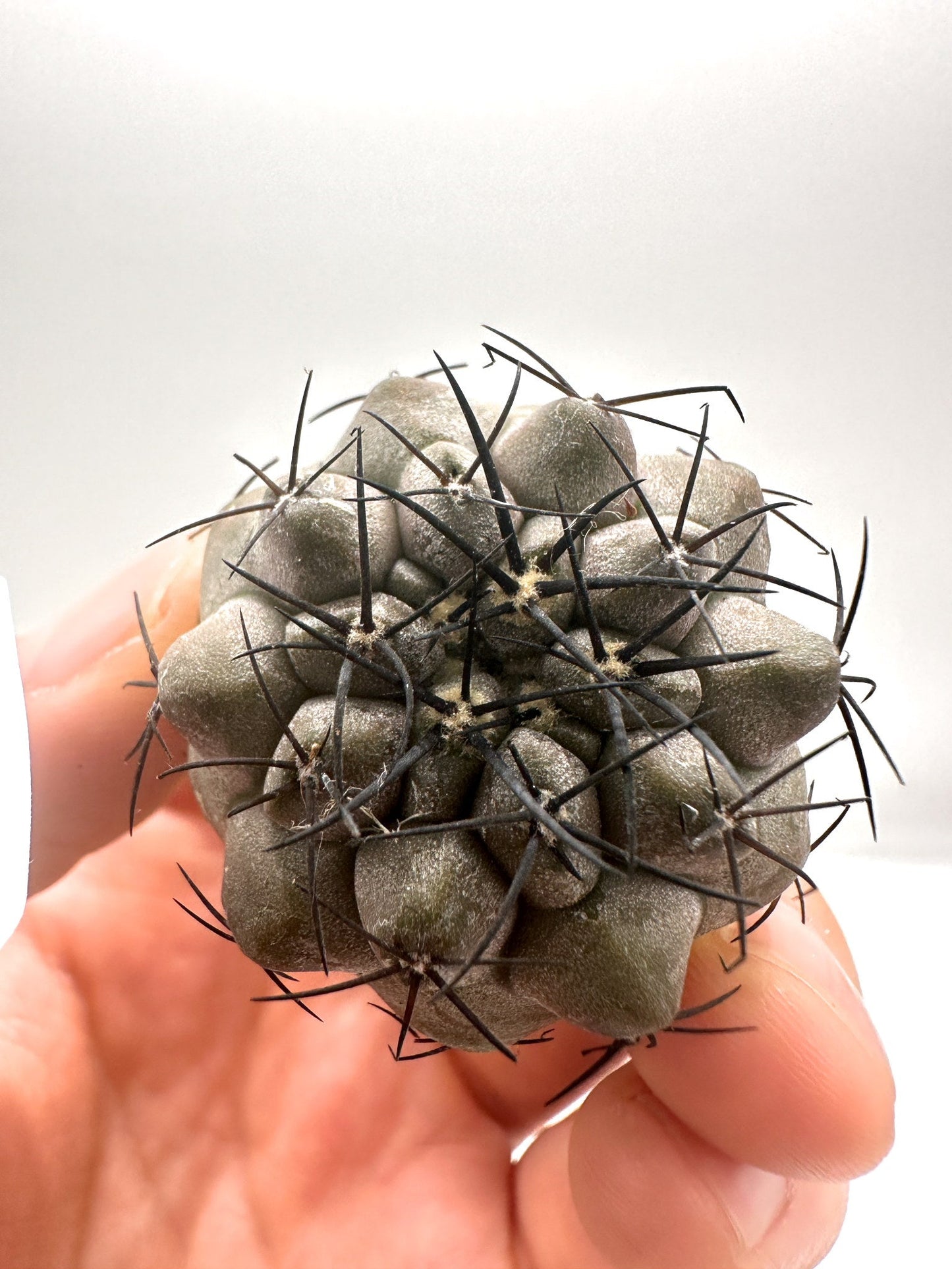 【現品限り】コピアポア・シネレア 黒王丸 抜き苗 実生 期間限定【H3】 Copiapoa cinerea
