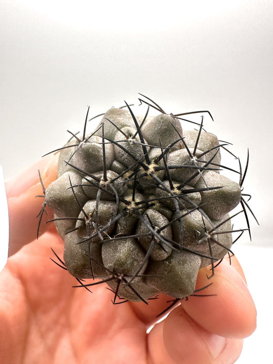 【現品限り】コピアポア・シネレア 黒王丸 抜き苗 実生 期間限定【H3】 Copiapoa cinerea