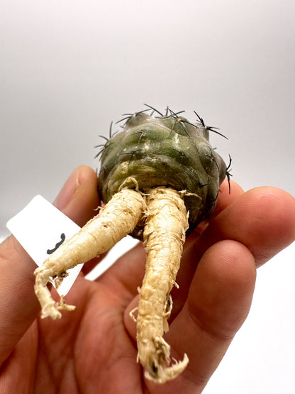 【現品限り】コピアポア・シネレア 黒王丸 抜き苗 実生 期間限定【H3】 Copiapoa cinerea