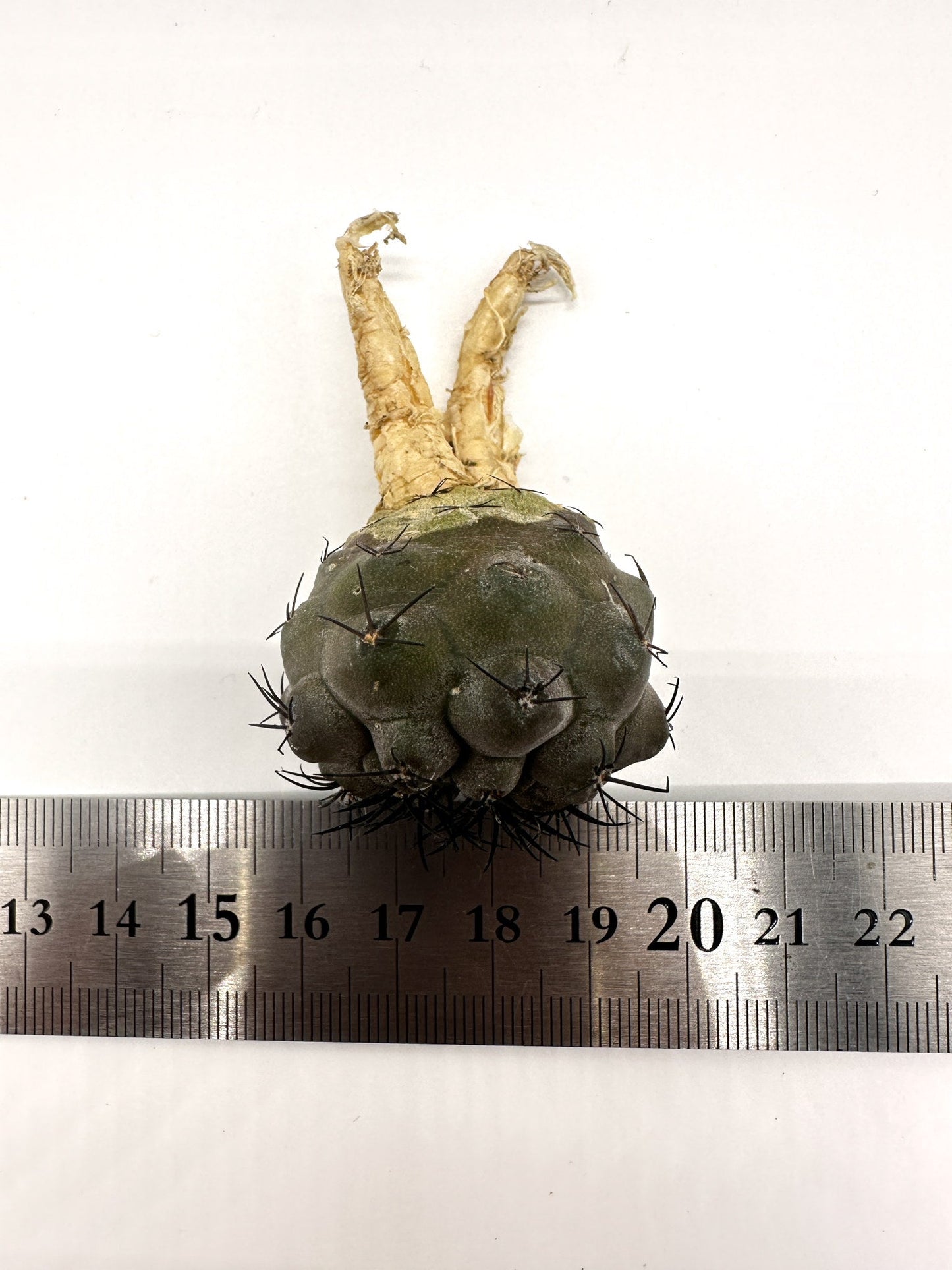 【現品限り】コピアポア・シネレア 黒王丸 抜き苗 実生 期間限定【H3】 Copiapoa cinerea