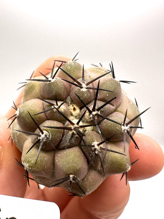 【現品限り】コピアポア・コルムナアルバ孤竜丸 抜き苗 実生【H40】 Copiapoa columna-alba