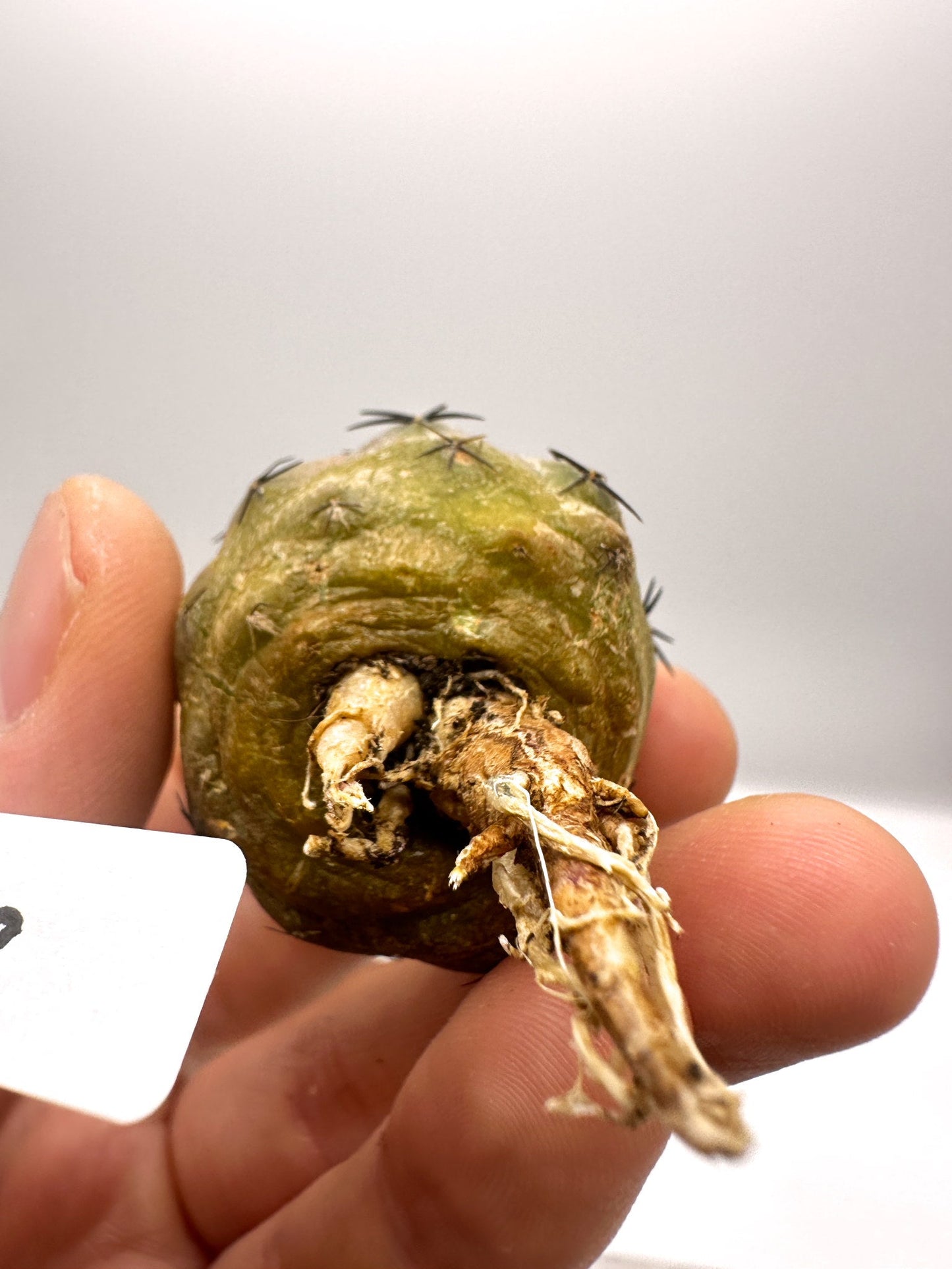 【現品限り】コピアポア・コルムナアルバ孤竜丸 抜き苗 実生【H40】 Copiapoa columna-alba