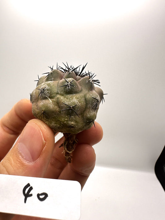【現品限り】コピアポア・コルムナアルバ孤竜丸 抜き苗 実生【H40】 Copiapoa columna-alba