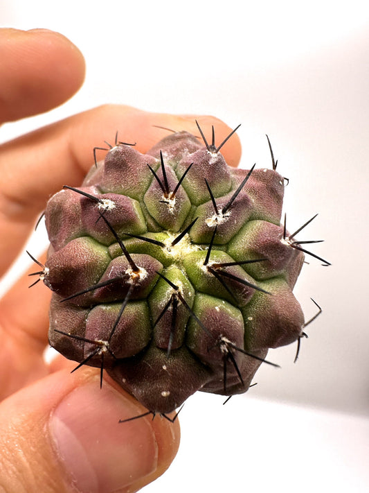 【現品限り】コピアポア・シネレア×エキノイデス 抜き苗 実生【H41】 Copiapoa cinerea × echinoides