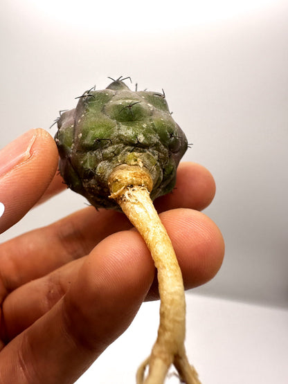 【現品限り】コピアポア・シネレア×エキノイデス 抜き苗 実生【H41】 Copiapoa cinerea × echinoides
