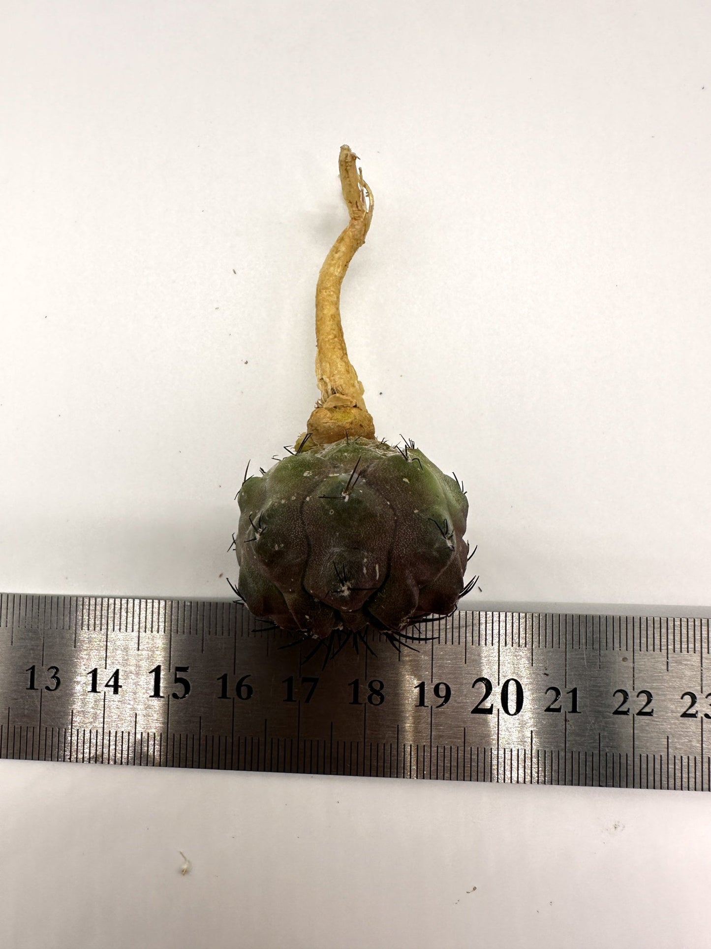 【現品限り】コピアポア・シネレア×エキノイデス 抜き苗 実生【H41】 Copiapoa cinerea × echinoides