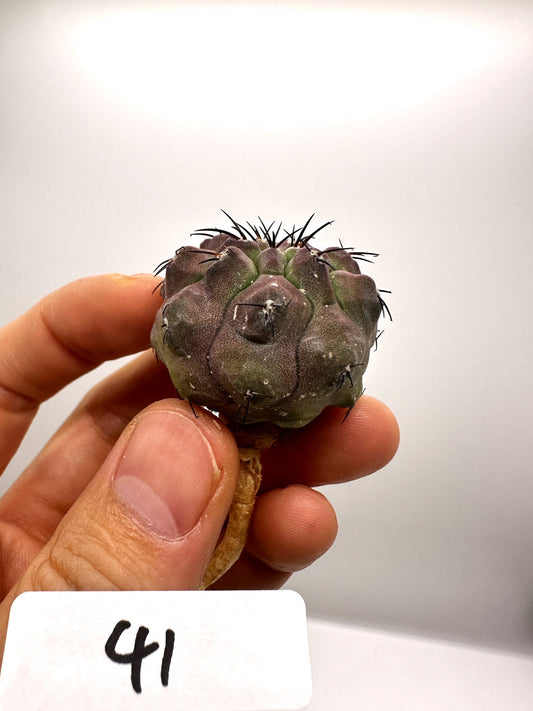 【現品限り】コピアポア・シネレア×エキノイデス 抜き苗 実生【H41】 Copiapoa cinerea × echinoides