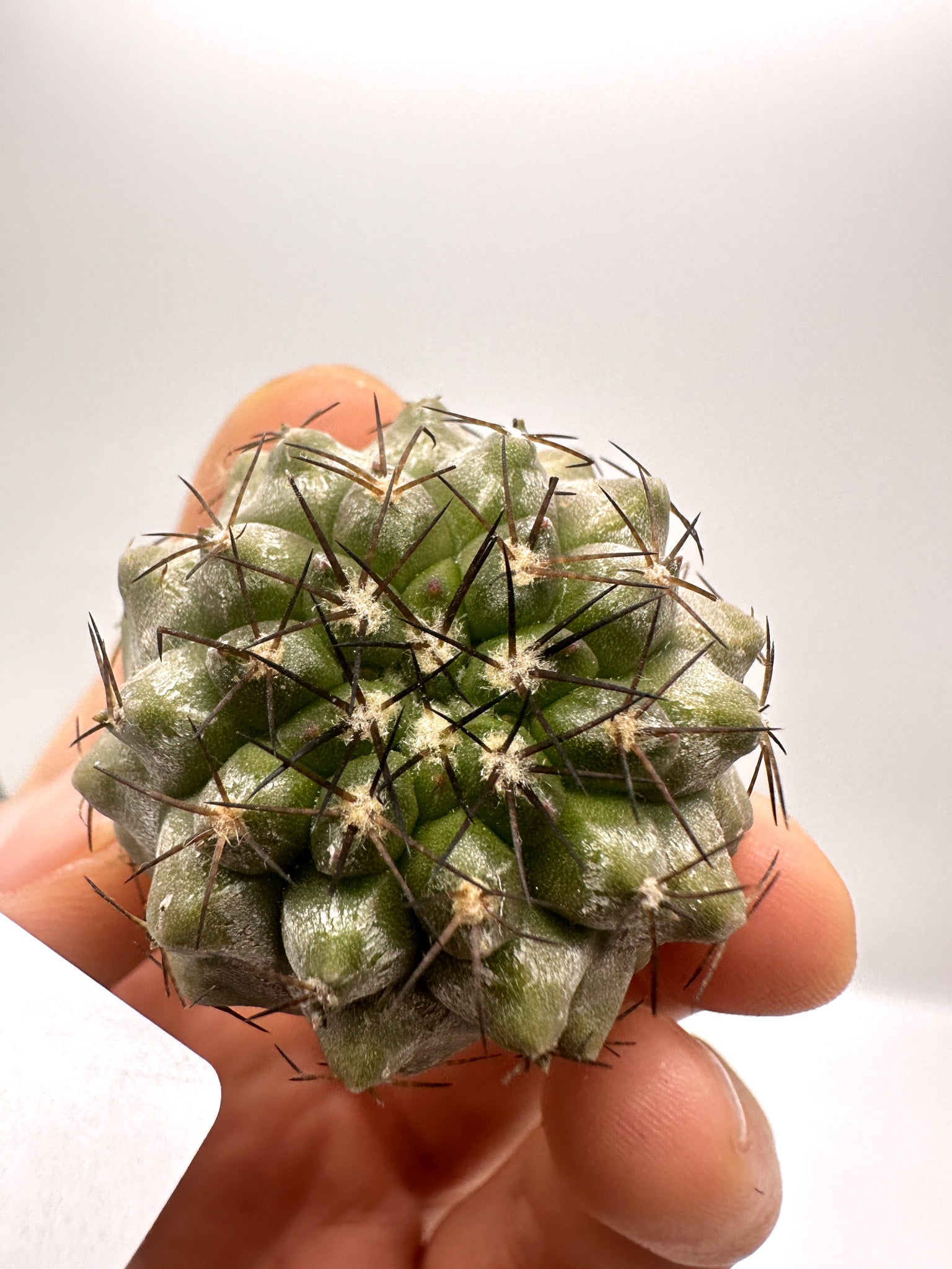 コピアポア・シネレア×エキノイデス 抜き苗 実生【H42】 Copiapoa