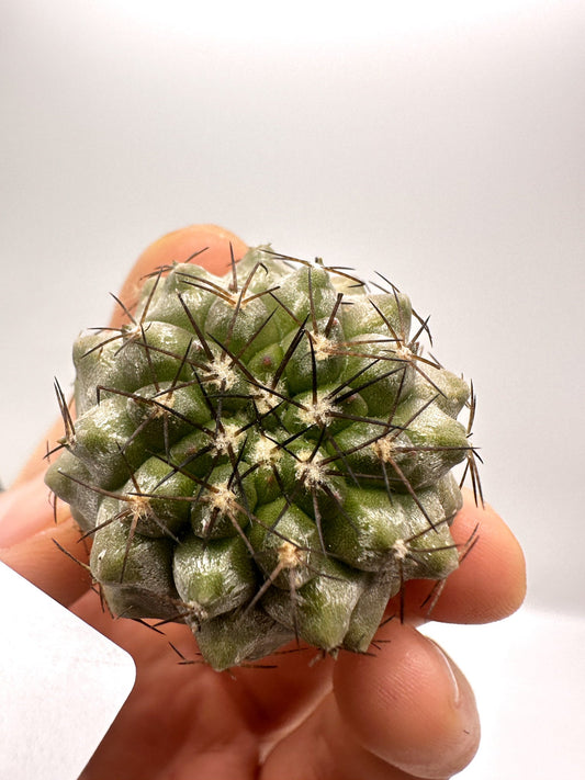 【現品限り】コピアポア・シネレア×エキノイデス 抜き苗 実生【H42】 Copiapoa cinerea × echinoides