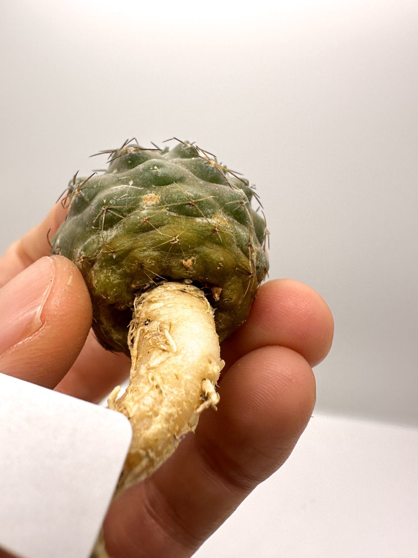 【現品限り】コピアポア・シネレア×エキノイデス 抜き苗 実生【H42】 Copiapoa cinerea × echinoides