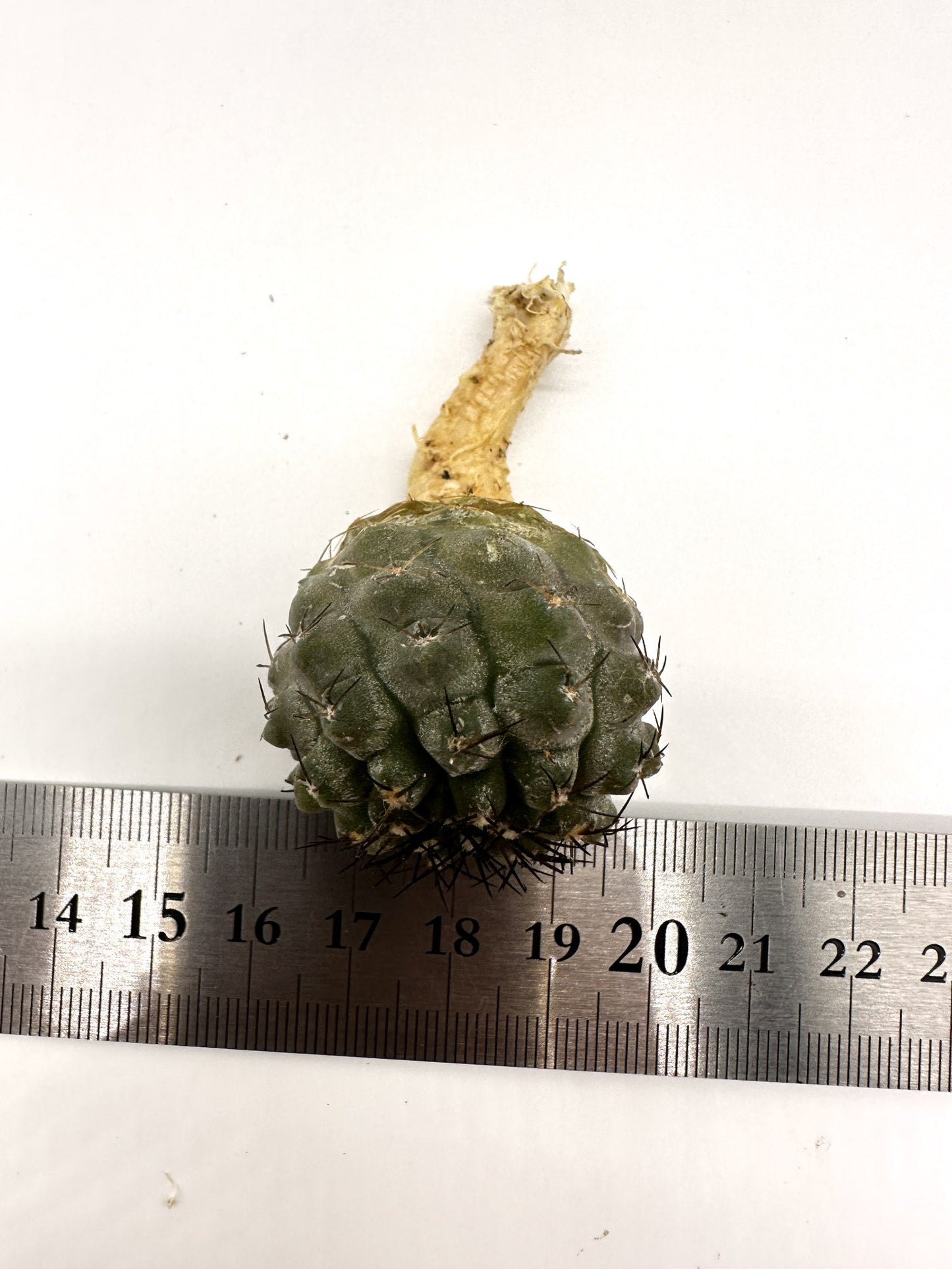 【現品限り】コピアポア・シネレア×エキノイデス 抜き苗 実生【H42】 Copiapoa cinerea × echinoides