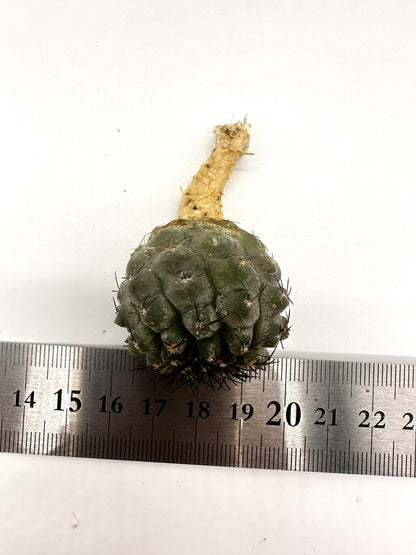 【現品限り】コピアポア・シネレア×エキノイデス 抜き苗 実生【H42】 Copiapoa cinerea × echinoides