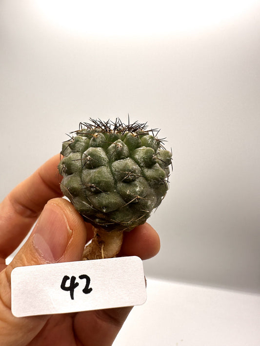 【現品限り】コピアポア・シネレア×エキノイデス 抜き苗 実生【H42】 Copiapoa cinerea × echinoides
