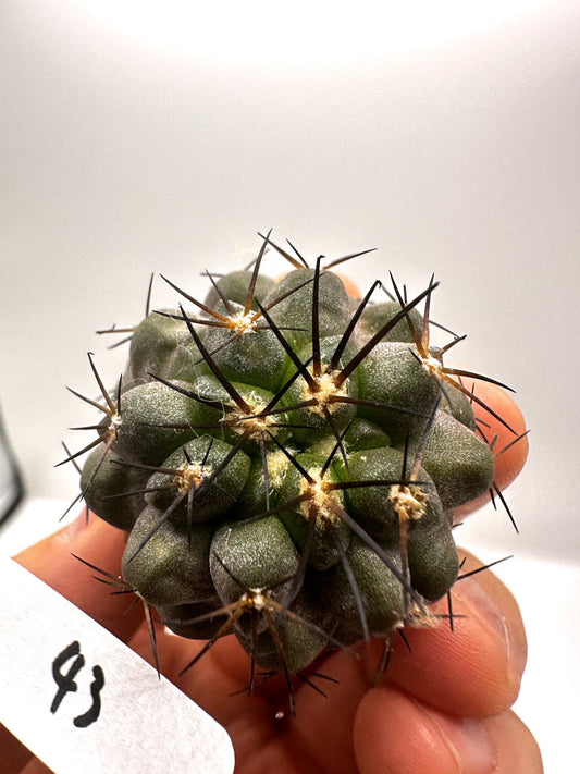【現品限り】コピアポア・シネレア×エキノイデス 抜き苗 実生【H43】 Copiapoa cinerea × echinoides