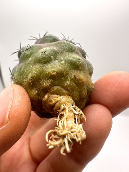 【現品限り】コピアポア・シネレア×エキノイデス 抜き苗 実生【H43】 Copiapoa cinerea × echinoides