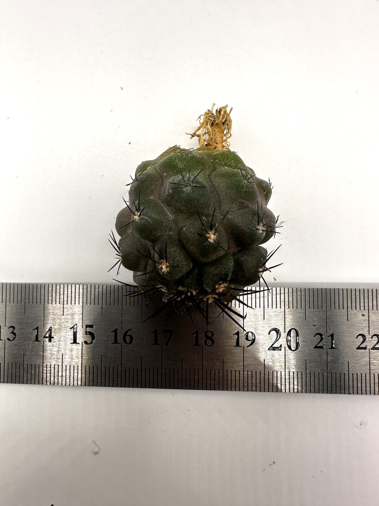 【現品限り】コピアポア・シネレア×エキノイデス 抜き苗 実生【H43】 Copiapoa cinerea × echinoides