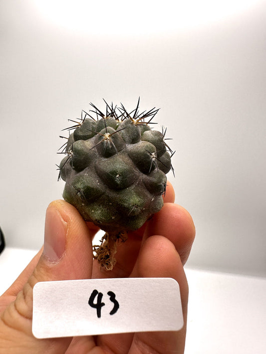 【現品限り】コピアポア・シネレア×エキノイデス 抜き苗 実生【H43】 Copiapoa cinerea × echinoides