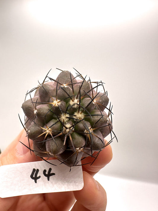 【現品限り】コピアポア・シネレア×エキノイデス 抜き苗 実生【H44】 Copiapoa cinerea × echinoides