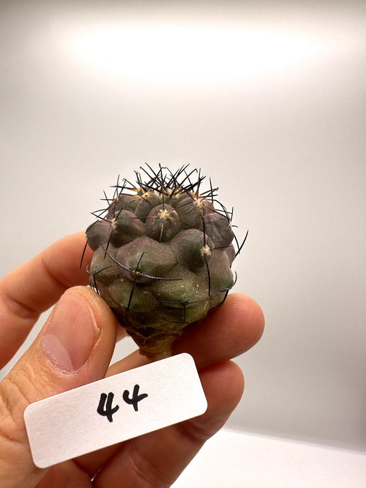 【現品限り】コピアポア・シネレア×エキノイデス 抜き苗 実生【H44】 Copiapoa cinerea × echinoides