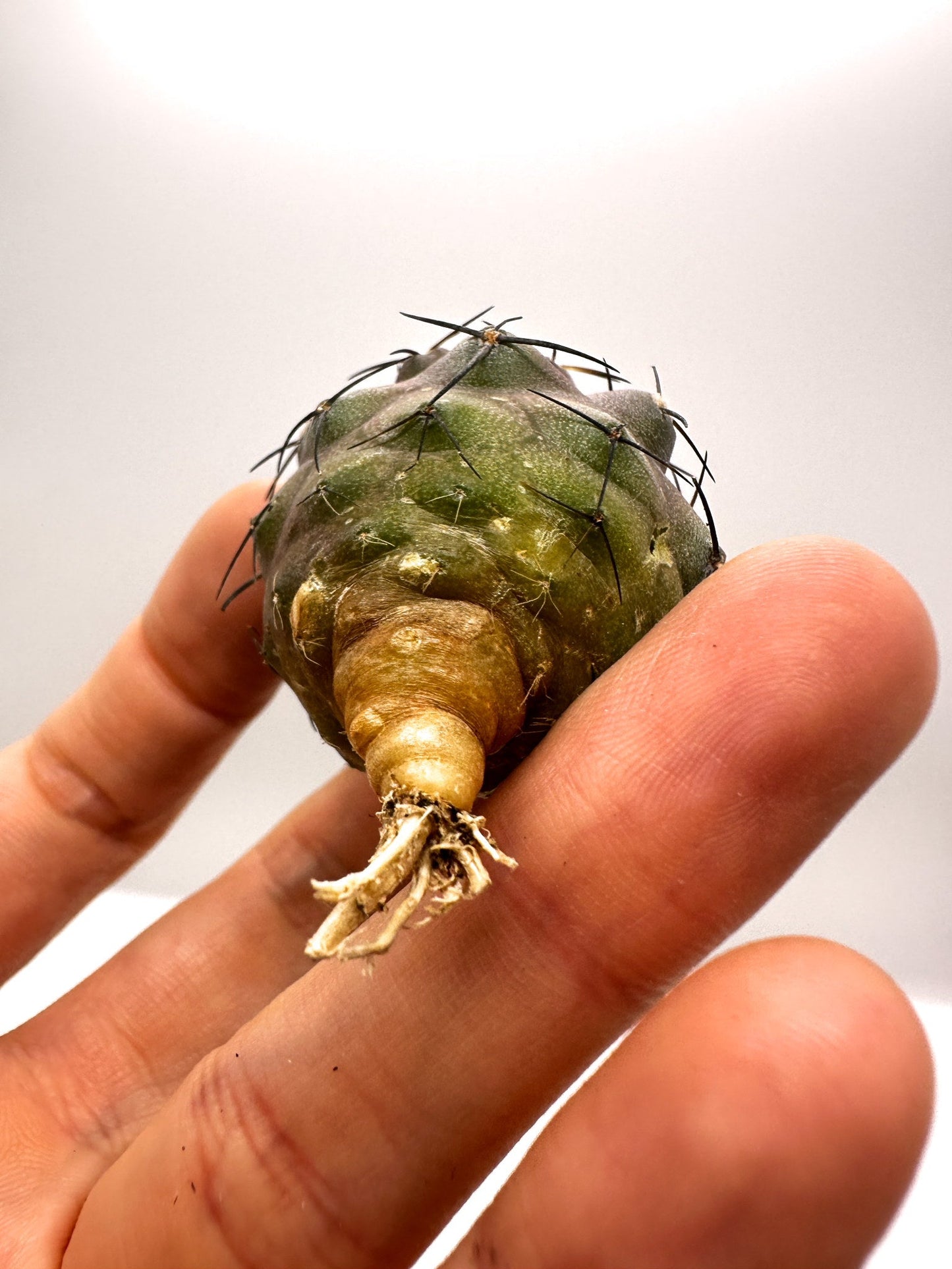 【現品限り】コピアポア・シネレア×エキノイデス 抜き苗 実生【H44】 Copiapoa cinerea × echinoides